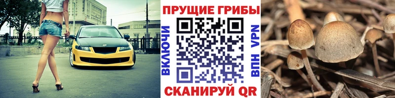 Псилоцибиновые грибы ЛСД  Купить закладки  Чердынь 